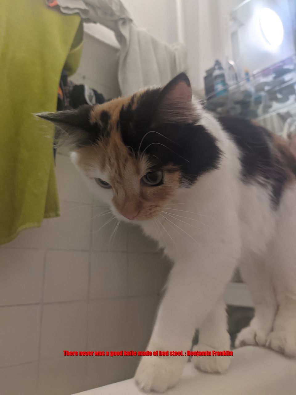 Cat says